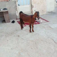 تیشتر افخانی قیمت ۲۰ تومان
