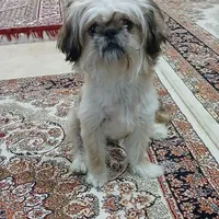 بسیار ملوس و آروم