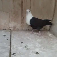 جوجه کربلایی