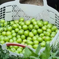 فروش آلوی سردری عمده وخرده