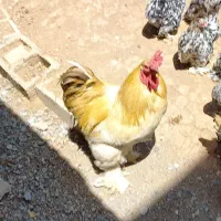 خروس امپراطور|حیوانات مزرعه|بوئین و میاندشت, |دیوار