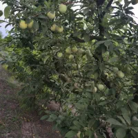 الو قطره طلا