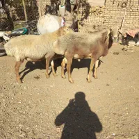 فروش دوراس قوچ چینی به زمانت پرش|حیوانات مزرعه|کوهسرخ, |دیوار