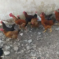 حیوانات محلی|حیوانات مزرعه|پیرانشهر, |دیوار