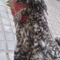 خروس زیبا
