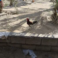 سلام همه ذات دار