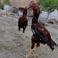 لاری افغان ۱۳ ماهه