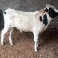 گوساله جنسی ارد خور و نون خور