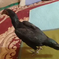 مرغ فروشی