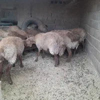 تعداد ۱۲ راس گوسفند فروشی.|حیوانات مزرعه|سلیمان, |دیوار