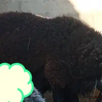 قوچ سه قلو واقعی