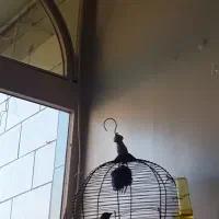 سهره قناری خاکی نر دستی چهارعدد