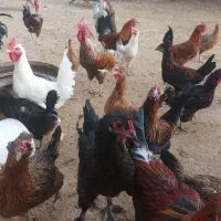 خروس محلی اصل 750