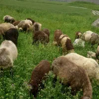 فروش گله داشتی