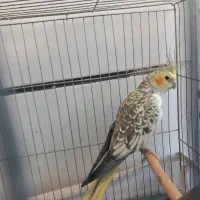 عروس هلندی زیبا