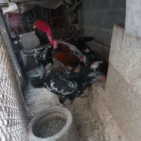 خروس چا بهاری|حیوانات مزرعه|بیکاه, |دیوار