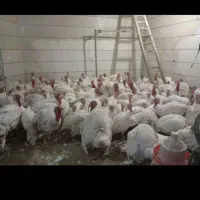 مرغ و بوقلمون پرورشی سفید زنده