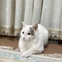 واگذاری رایگان گربه