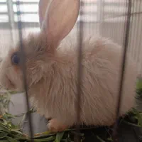 خرگوش کوچولو مینیاتور|موش و خرگوش|دورود, |دیوار