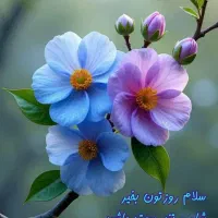 سهره نر و ماده