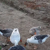 غازسالم وسرحال.دانه ای۸۰۰۰۰۰هزارتومان