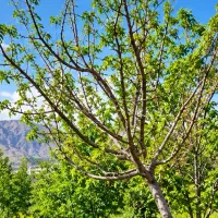 زمین-1100-متر-نزدیک-دهکده