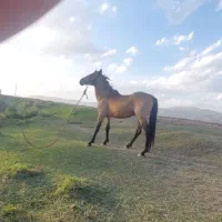 اسب نریون سمند/ نوه ژاندارک