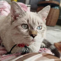 دختر بریتیش