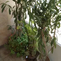 آستانه ۱۶متری طبقه همکف