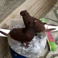 کبوتر رنگه(جفتگاه)|پرنده|مشهد, شهید بهشتی|دیوار