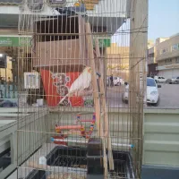 عروس هلندی مولد