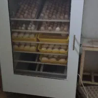 دستگاه جوجه کشی
