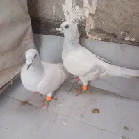 دوتا عودی کرمونی عطیقه