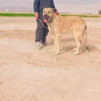 سگ کانگال|سگ|پاکدشت, پارچین|دیوار