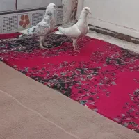 کبوتر|پرنده|کارون, |دیوار