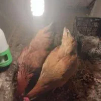 فروش ۲ عدد مرغ بومی جوان تخم گذار