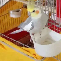 جفت عروس هلندی آهویی دستی