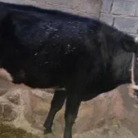 گاو و گوساله نر|حیوانات مزرعه|صحنه, |دیوار