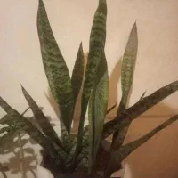 گل طبیعی وگلدان سانسوریا/ بنسای|حراج|قم, اسمعیل آباد|دیوار