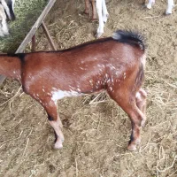 کهر نری داشت