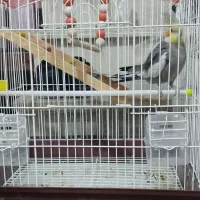 عروس رام دستی حرف زن|پرنده|چابهار, |دیوار