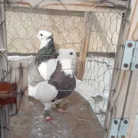 دو جفت کبوتر