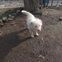 دوعدد سگ شیتزو ماده  جهت واگذاری