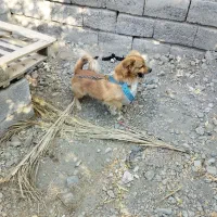 سلام فروش سگ باهوش|سگ|جیرفت, |دیوار