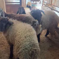 بزچاق|حیوانات مزرعه|بندر کنگان, |دیوار