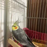 یک جفت عروس هلندی|پرنده|هشتگرد, شهرک ولیعصر (مهستان)|دیوار