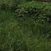 زمین به همراه جواز ساخت