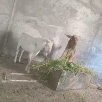 بزغاله دوبر