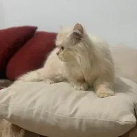 توله پرشین اصل ماده|گربه|رشت, آب و برق|دیوار