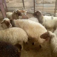 گوسفندچاقوقوچ چاق|حیوانات مزرعه|الشتر, |دیوار